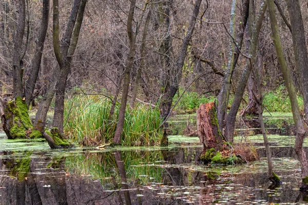 Malowniczy widok jesieni bagna w lesie — Zdjęcie stockowe