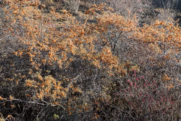 Mar-buckthorn árvore com bagas crescendo na natureza — Fotografia de Stock