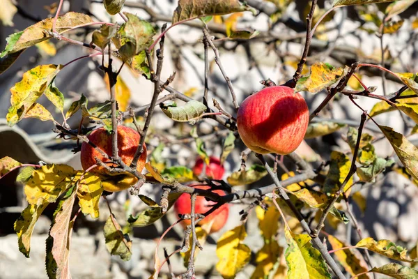 Rote reife Äpfel im Herbst auf Ästen von Apfelbäumen — Stockfoto