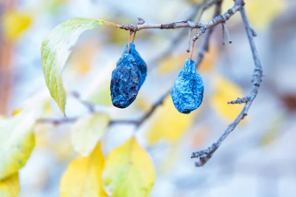 Dried plums hanging on tree branch close up — Stock Photo, Image