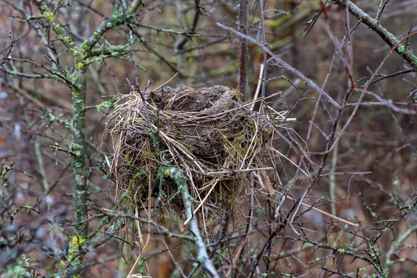 Close up nest in bare tree during autumn — Stock Photo, Image