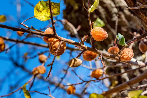 Dried apricots hanging on tree branch close up — Stock Photo, Image