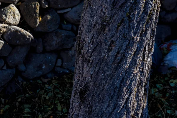 Cerrar imagen de tallo de árbol con corteza vieja — Foto de Stock