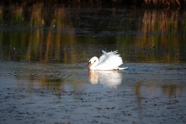 Néma hattyú vagy Cygnus olor vízen úszó látványa — Stock Fotó