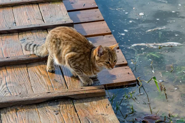 Nyfiken stary tabby katt sitter nära vatten — Stockfoto