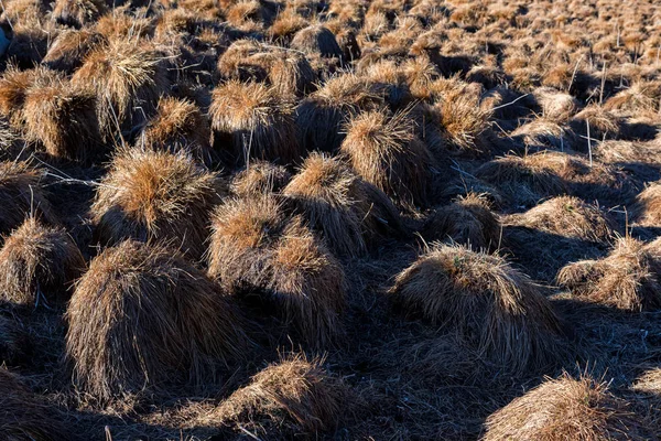 Kilátás tussock mező halmokkal ősszel — Stock Fotó