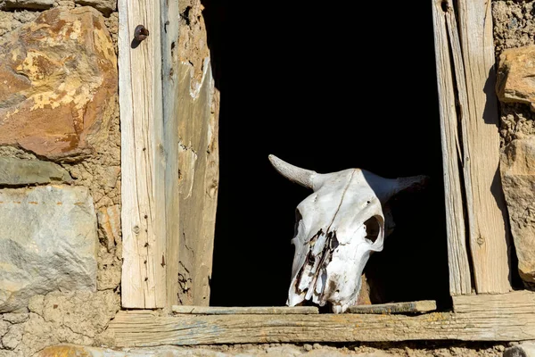 Teschio di toro su vecchia finestra di legno in casa di pietra abbandonata — Foto Stock