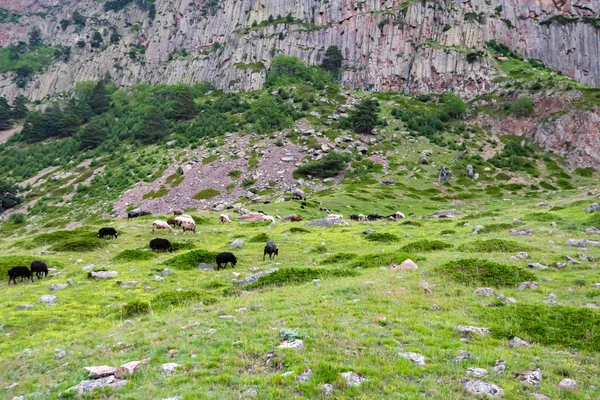 Άγρια πρόβατα βόσκουν σε πράσινο ορεινό βοσκότοπο στον Βόρειο Καύκασο — Φωτογραφία Αρχείου