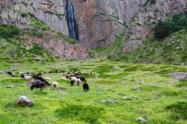 北コーカサスの緑の山の牧草地で羊の放牧の群れ — ストック写真