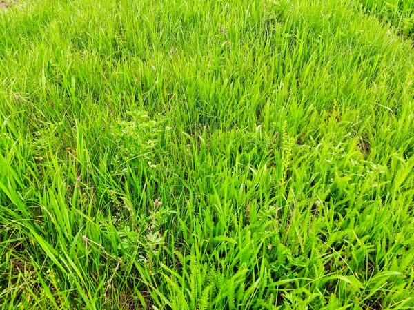 Grama verde selvagem cresce na estepe perto — Fotografia de Stock