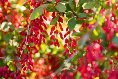 Güneşli bir günde böğürtlenli ya da Berberili müstehcen dallar