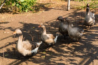 Arka bahçede kuyrukta bekleyen birkaç yerli kaz var.
