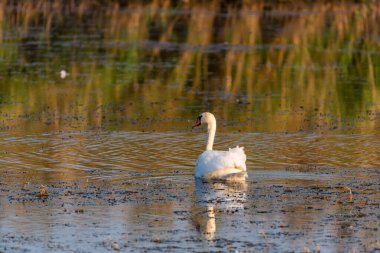 Suda sessiz kuğu ya da Kuğu renginin görüntüsü