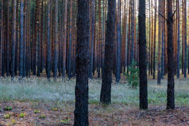 Çam ormanı ile güneş ağaçların arasından parlıyor