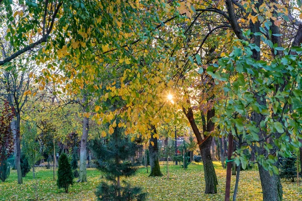 Вид на різні зелені дерева в парку. Ялинки і листяні дерева разом — стокове фото
