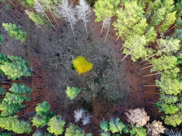 Widok z góry sosnowe polana przez drona — Zdjęcie stockowe