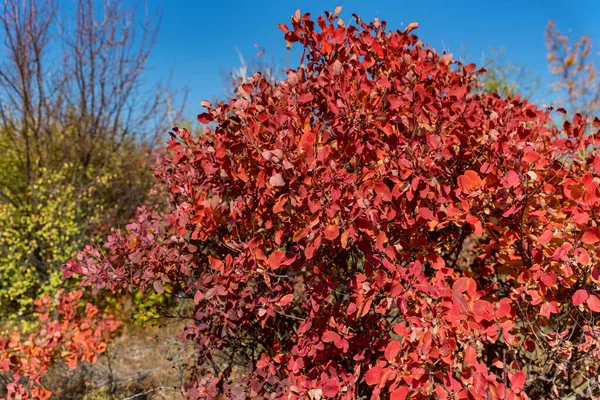 Bright autumn red and orange leaves of smoke tree or cotinus — Stock Photo, Image