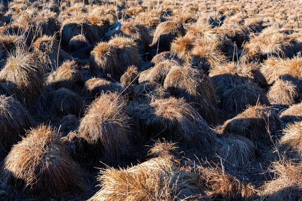 Widok tussock pole z wzgórzami jesienią — Zdjęcie stockowe