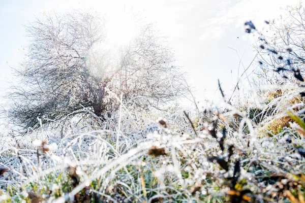 Naturaleza otoñal con árbol seco y hierba cubierta de heladas — Foto de Stock