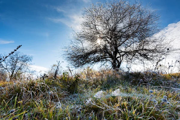 Podzimní příroda se suchým stromem a trávou pokrytou mrazem — Stock fotografie