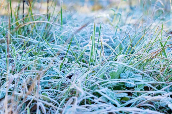 Close up green grass covered with early autumn frost — Stock Photo, Image