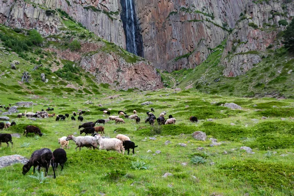 Manada de ovinos pastando em pastagens de montanha verdes no norte do Cáucaso — Fotografia de Stock