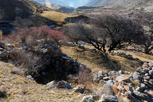 Stenen resten van verlaten Balkar dorp en bosbessen bomen in de noordelijke Kaukasus — Stockfoto