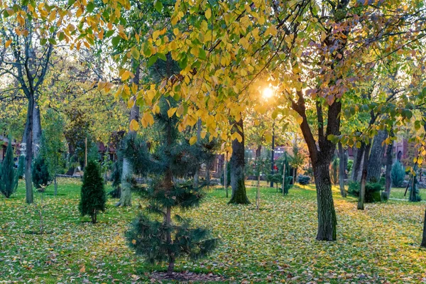 Uitzicht op verschillende groene bomen in het park. Varen en loofbomen samen — Stockfoto