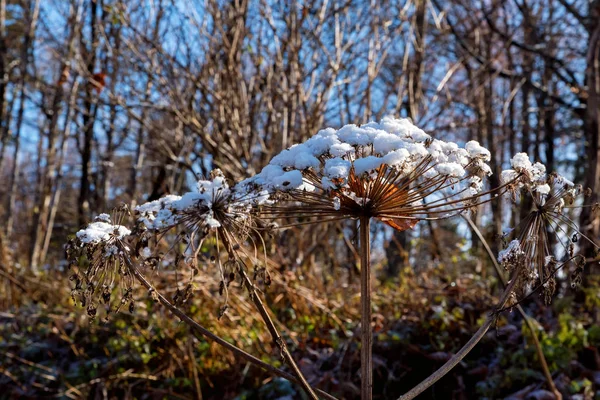 Hogweed veya Heracleum sphondylium başlarının üzerindeki kar sonbaharda — Stok fotoğraf