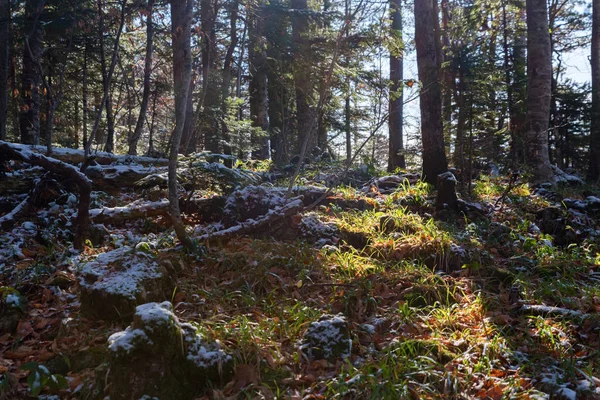 Soleado mañana de otoño en bosque de pinos hermoso paisaje natural — Foto de Stock