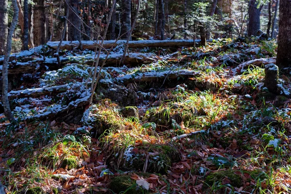 Matin d'automne ensoleillé dans la forêt de pins beau paysage naturel — Photo