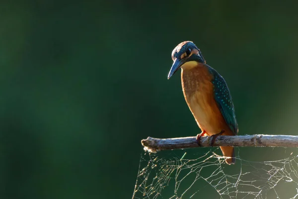 Kingfisher ή Alcedo σε αυτή την κούρνιες στο υποκατάστημα — Φωτογραφία Αρχείου