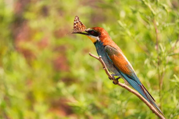 Kingfisher nebo Alcedo na této větvi s batterfly v zobáku — Stock fotografie