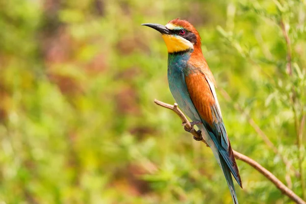 Kingfisher ya da Alcedo bu daldaki tünekte — Stok fotoğraf