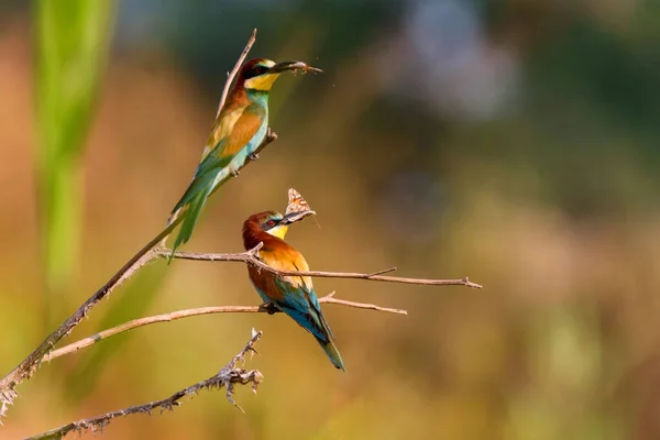 Několik ptáků královských rybářů nebo Alcedo na tomto bidýlku na větvi s hmyzem ve zobáku — Stock fotografie