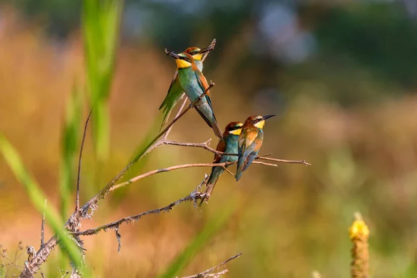 Birkaç Kingfisher kuşu ya da Alcedo, gagalı böceklerle bu dalda tünemektedir. — Stok fotoğraf