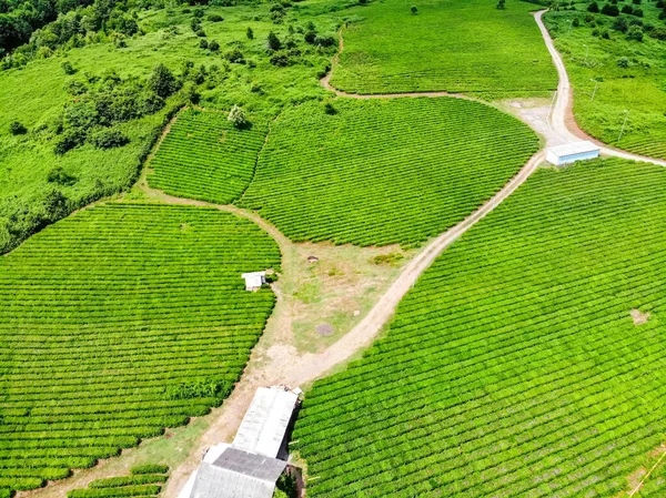Ovanifrån av grönt te plantage tagna av drönare kamera — Stockfoto