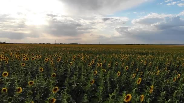 Vista aérea do drone do campo dos girassóis — Vídeo de Stock