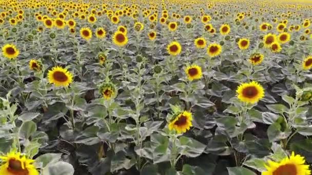 Vue aérienne du champ de tournesols par drone 