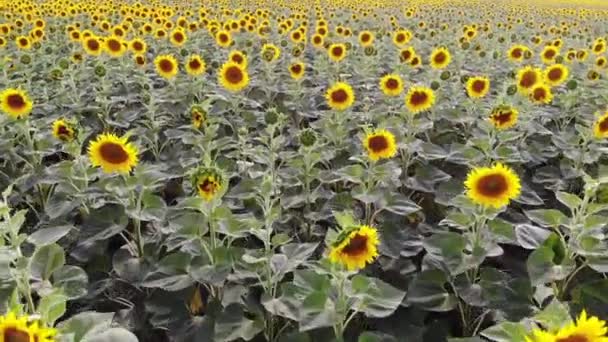 Vue aérienne du champ de tournesols par drone 