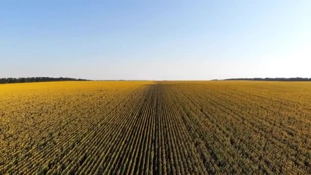 Vue aérienne du champ de tournesols par drone — Video