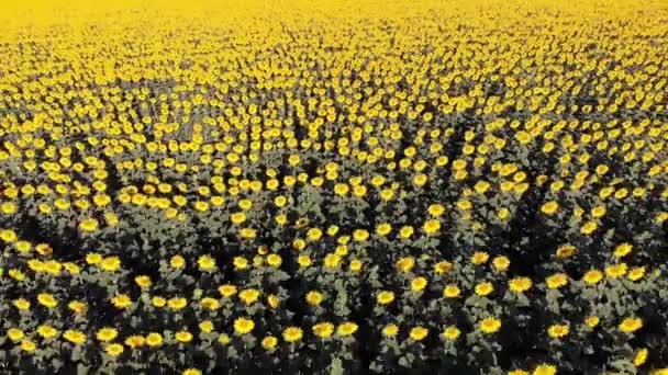 Vue aérienne du champ de tournesols par drone 