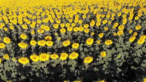 Vista aérea de drones del campo de girasoles — Vídeo de stock