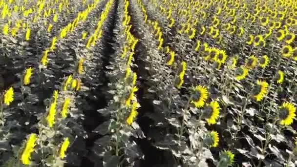 Luchtfoto drone weergave van zonnebloemen veld — Stockvideo