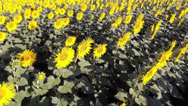 Vista aérea de drones del campo de girasoles — Vídeos de Stock