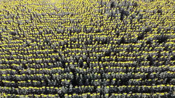 Αεροφωτογραφία κηφήνας του πεδίου ηλιοτρόπια — Αρχείο Βίντεο