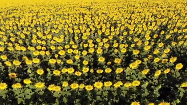 Aerial drone view of sunflowers field — Stock Video
