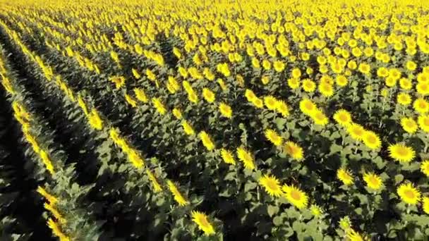 Aerial drone view of sunflowers field — Stock Video