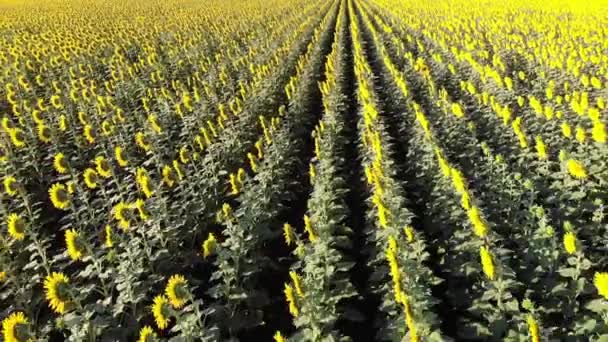 Vue aérienne du champ de tournesols par drone 