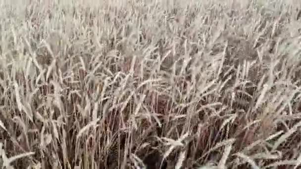 Aerial flyover of a wheat field — Stock Video